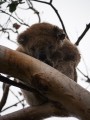 0330-1627 Otway koala (1020930)